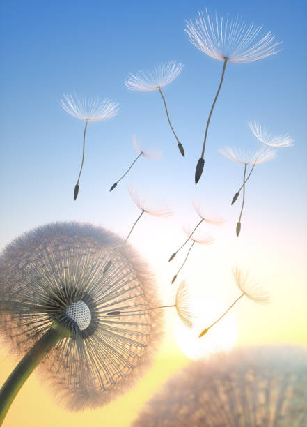 laisser partir la douleur